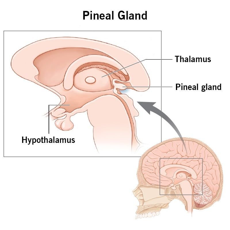 Pineal Gland